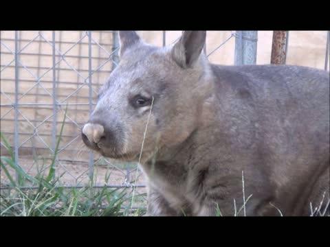 Female Wombat Call