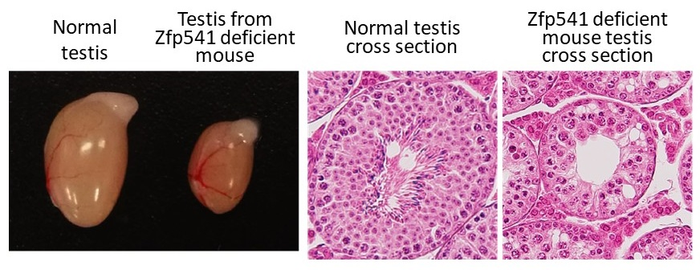 Inhibition of ZFP541 gene function by genome editing in mice