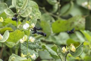 Carpenter bees (Xylocopa sp) at Lablab in Bengaluru