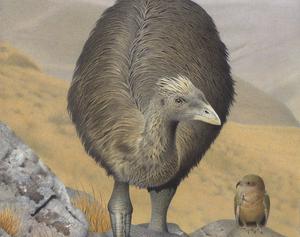 Crested Moa. Pachyornis australis