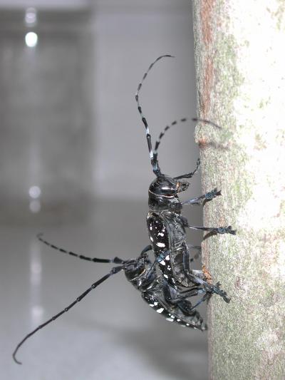 Asian Longhorned Beetle