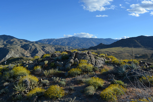 Sonoran Desert