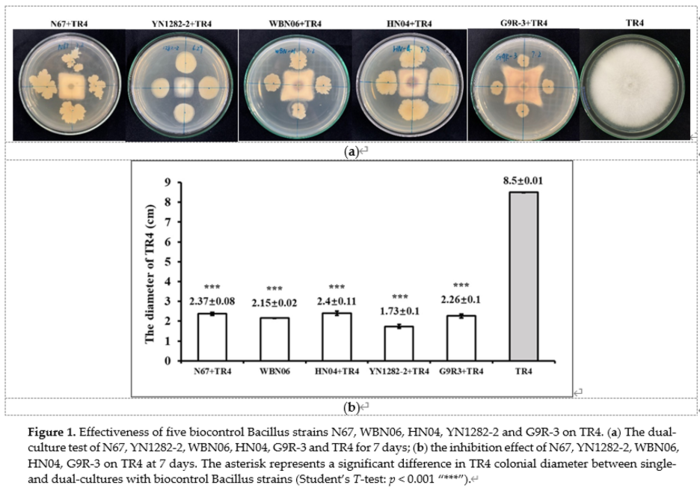 Effectiveness of biocontrol Bacillus strains