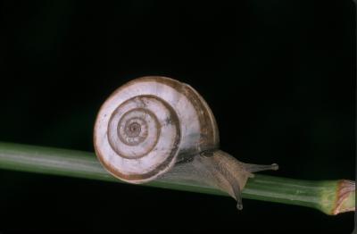 Snail