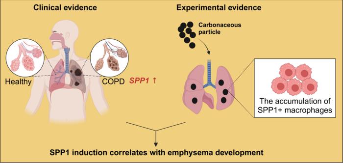 Environmental particle pollution exposure contributes to chronic lung disease development