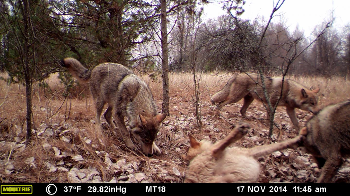 Wolf Pack in the Chernobyl Exclusion Zone
