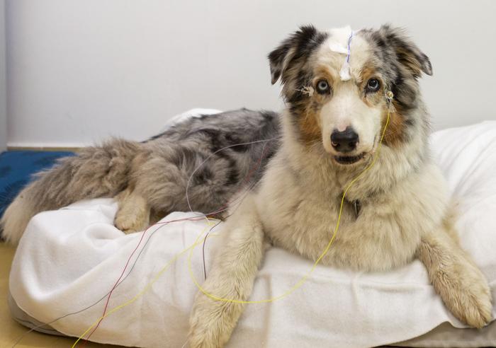 Dog during EEG