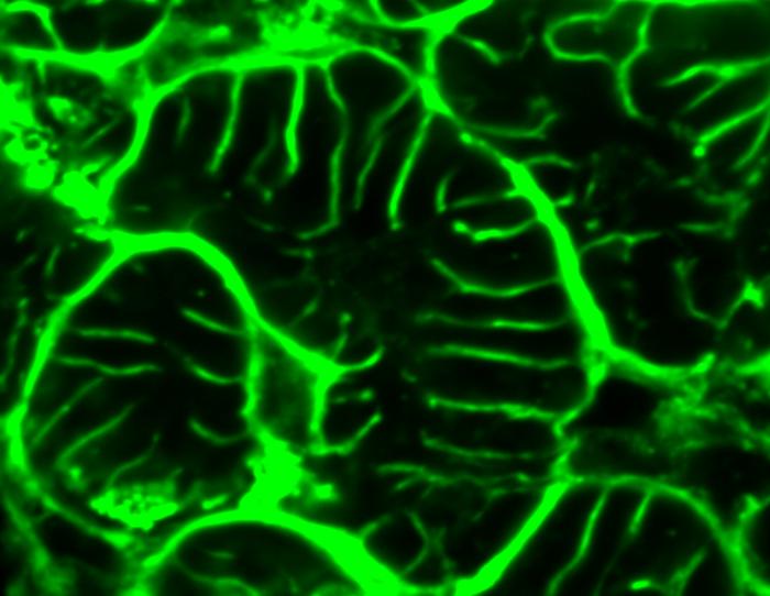 Heart cells with gene therapy