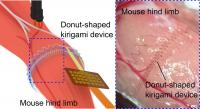 ドーナツ型切り紙電極を使用したマウス後脚の筋電計測実験