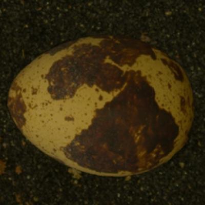 Quail Egg on Sand