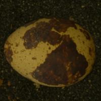 Quail Egg on Sand