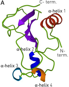 Barnase protein