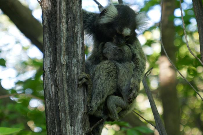 Common marmosets