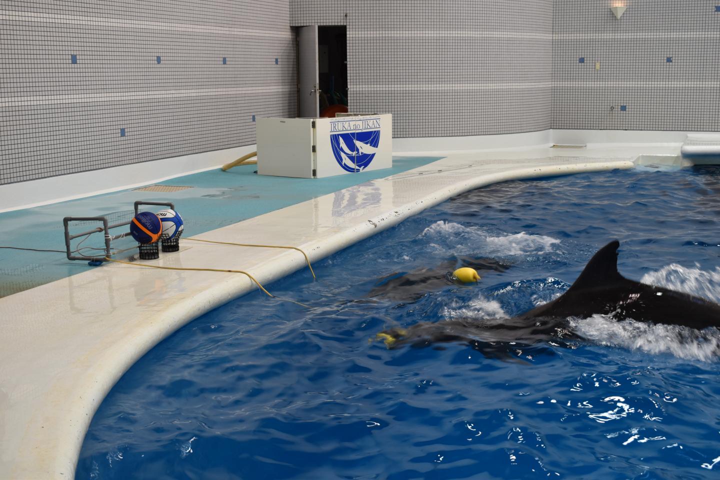 Dolphins Cooporating