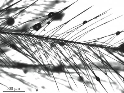 Droplets on Goose Feathers