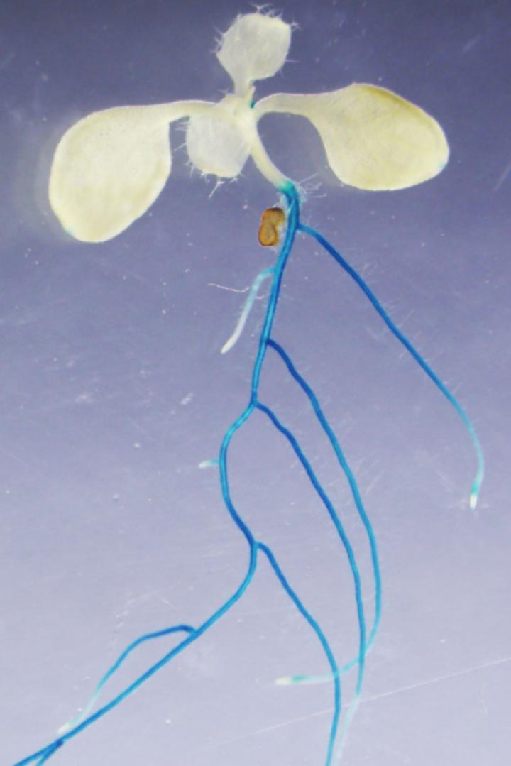 A protein activates plant response to nitrogen deficiency