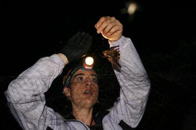 Big City Holds Empty Promise for Bats