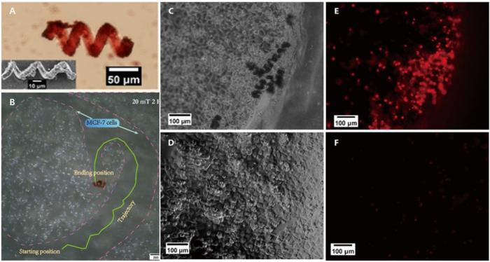 Images (A), movability (B), and anticancer effect (C-F) of folate-targeted magnetic microbrorobot.