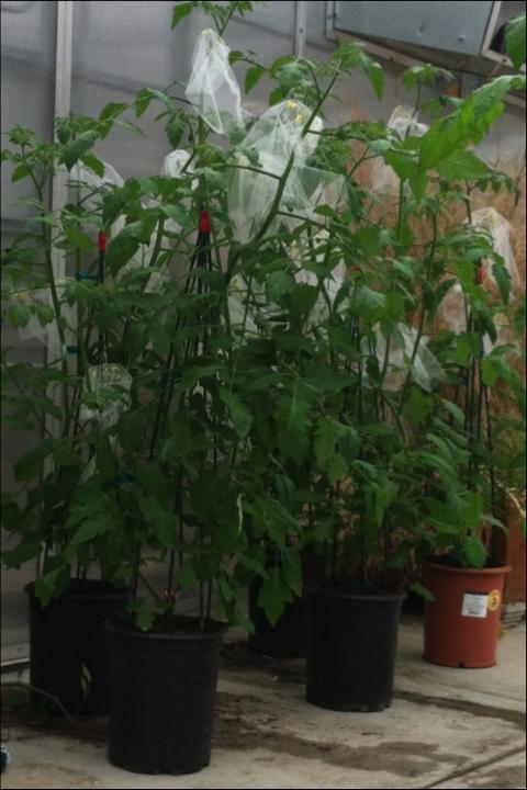 LeBuhn Potter Plants