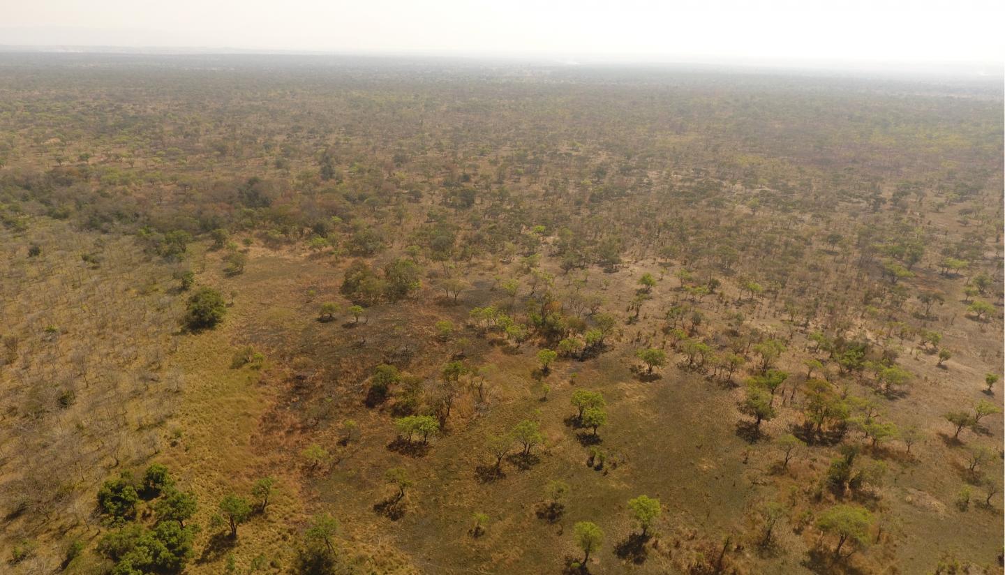 The Heavily Deforested Dzalanyama Forest Reserve near Dedza, Malawi (1 of 2)