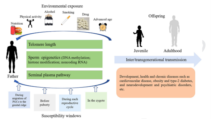 Research reveals the importance of paternal environment and health status for the offspring