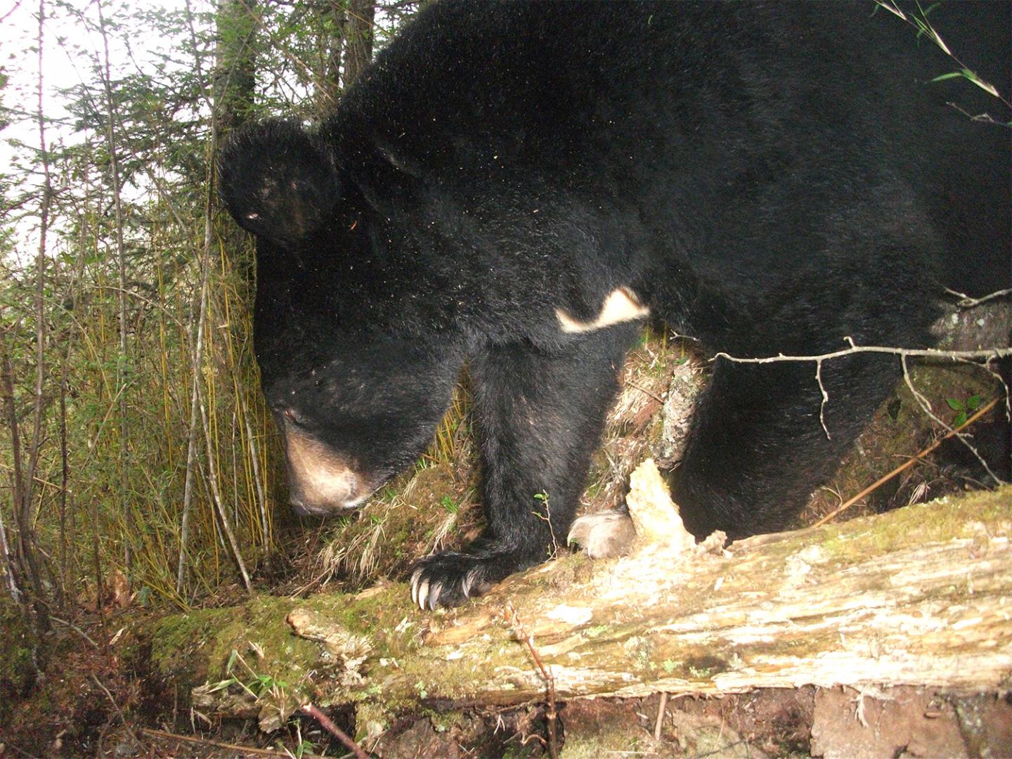 Asiatic black bear