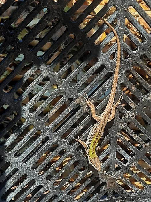 Hitch-hiking Italian wall lizard found in The Netherlands