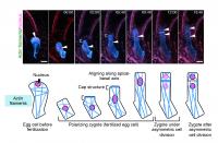 Changes in Assembly of Actin Filaments and Nucleus in an <i>Arabidopsis</i> Zygote over Time