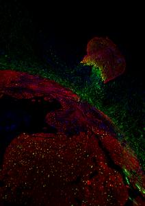 Artistic representation of heart regeneration from zebrafish to mice