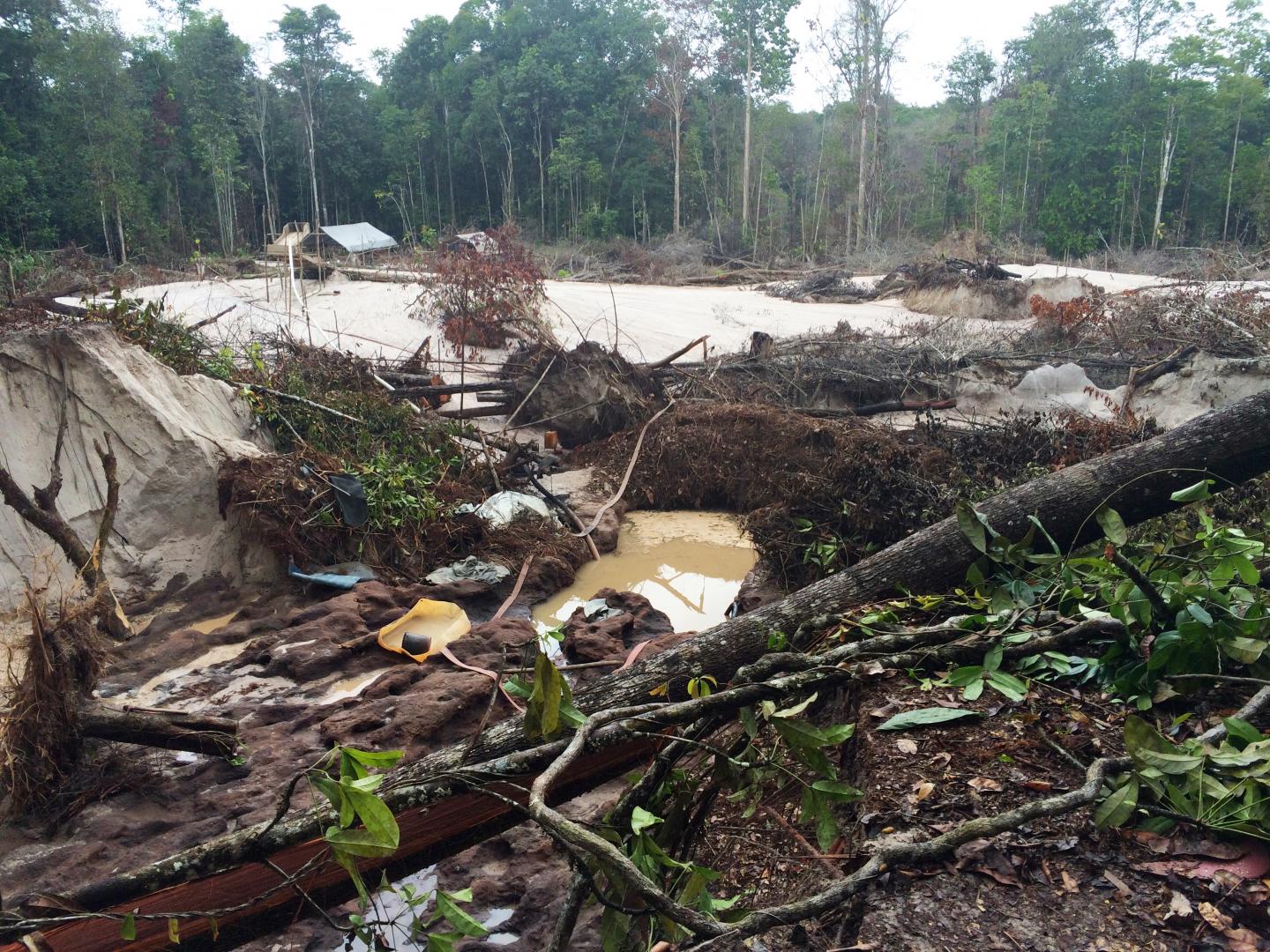 Gold Mining Restricts Amazon Rainforest Recov Eurekalert