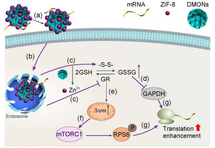 DMONs-ZIF-8 upregulate mRNA translation