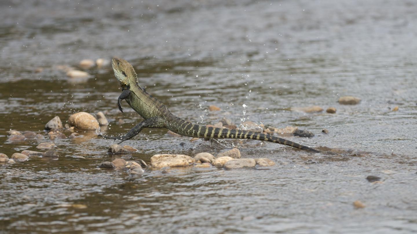 Gippsland Water Dragon