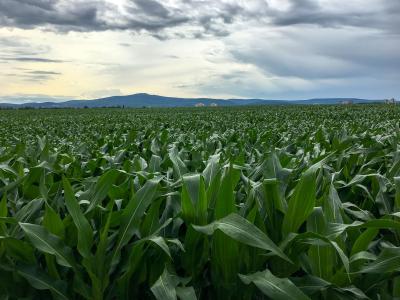 Maize field in Central Europe near Frankfurt, Germany.