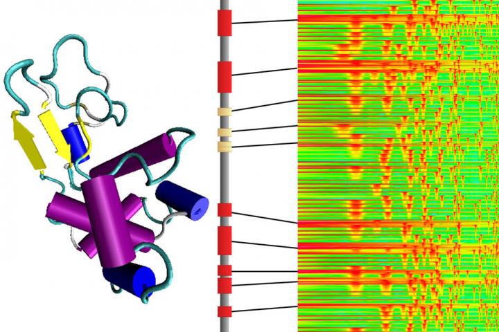 Spider silk could be used as robotic muscle, MIT News