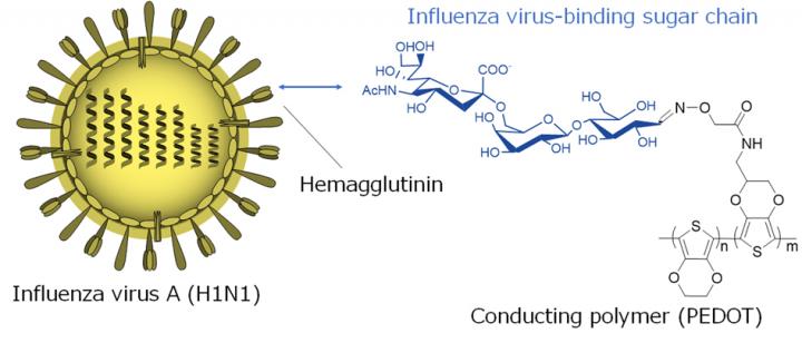 Human Influenza Virus Recognition by Sugar-Modified Conducting Polymers