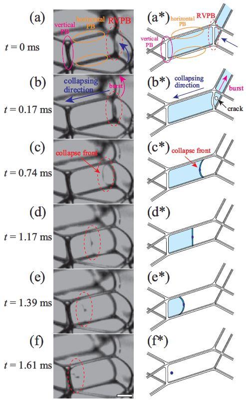 Microscopy images and diagrams showing the dynamics of film collapse