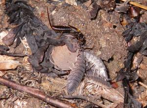 Suetsugu Small dispersers Earwig woodlice fruit