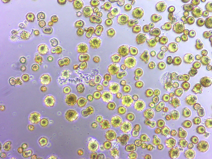 Pollen with Acinetobacter