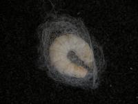 Silkworm Cocoon