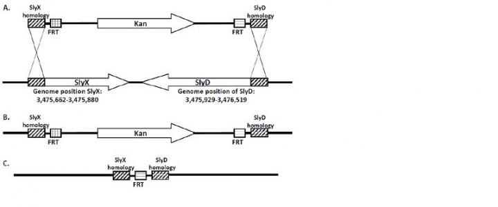 Schematic Diagram of the Position of Deleted Genes from the <em>E. coli</em> Genome