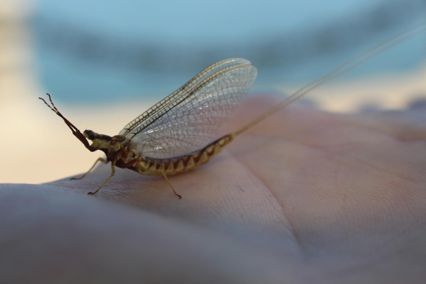 Adult mayflies following an em [IMAGE] EurekAlert! Science News Releases