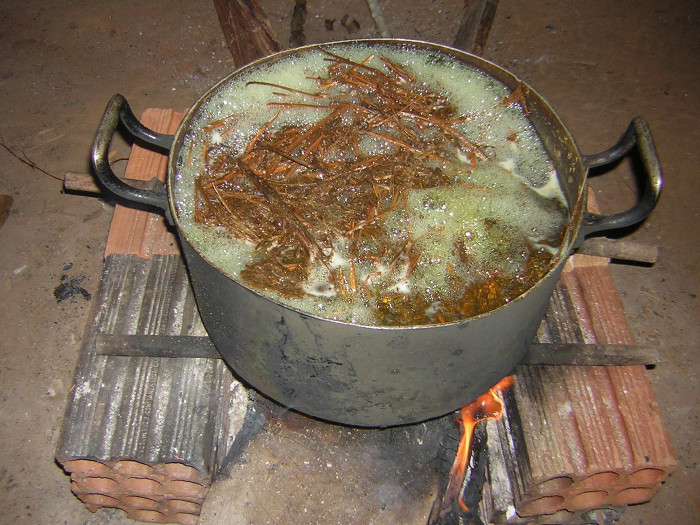 Ayahuasca