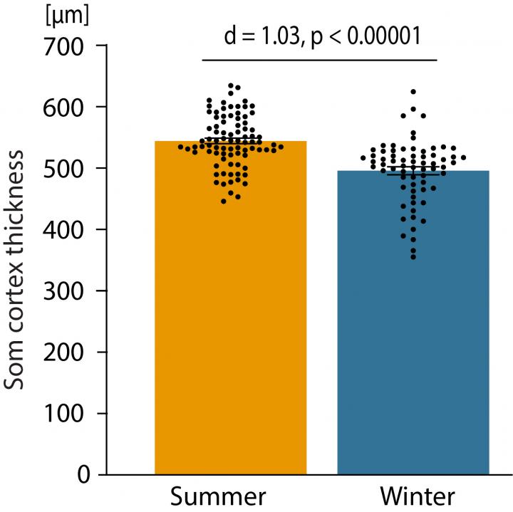 Somatosensory cortex is thicker in summer than in winter