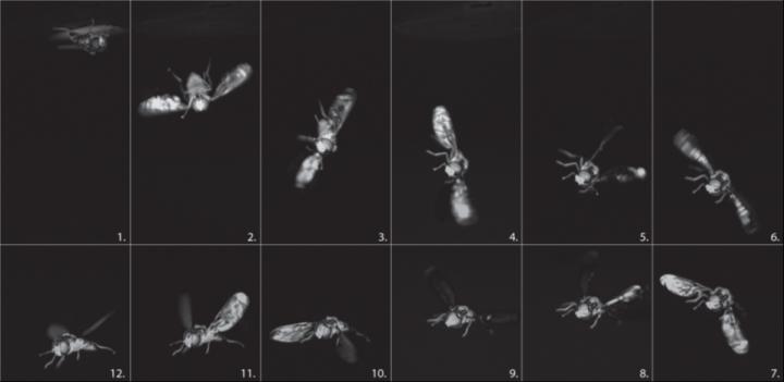 How Flies Flip around on Take-Off from An Upside- down Position