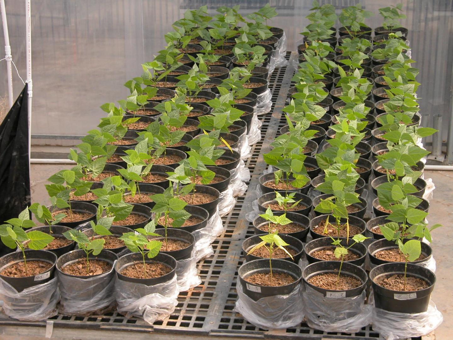 <I>Phaseolus</I> Plants