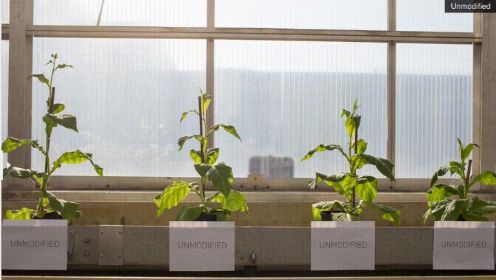 Modified Beside Unmodified Plants