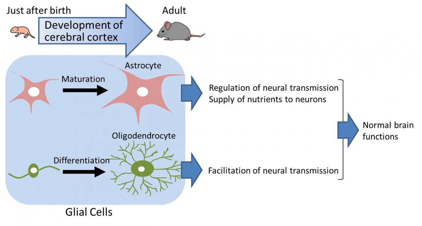 Development of Glial Cells ss Essential to the Brain Functions