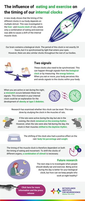 Infographic: The influence of eating and exercise on the timing of our internal clocks