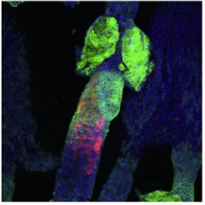 Skin Stem Cells Producing Keratin 15