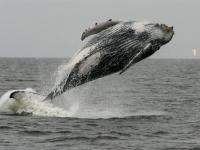Humpback Breaching in African Waters
